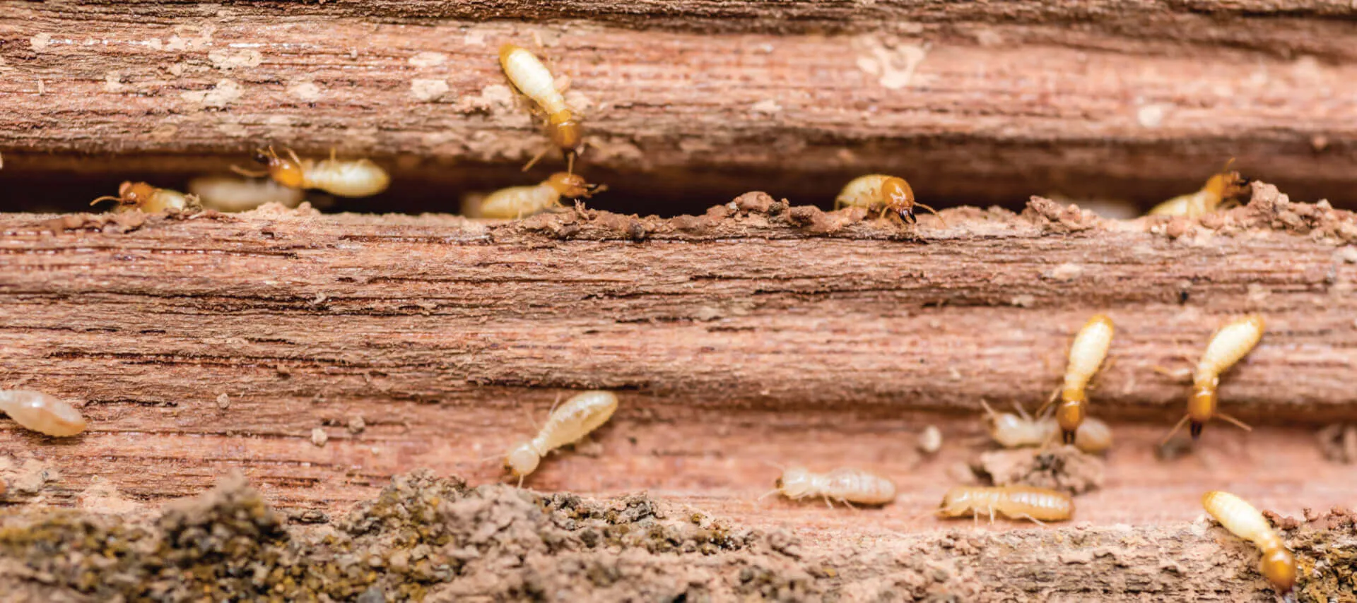 Termite work sample